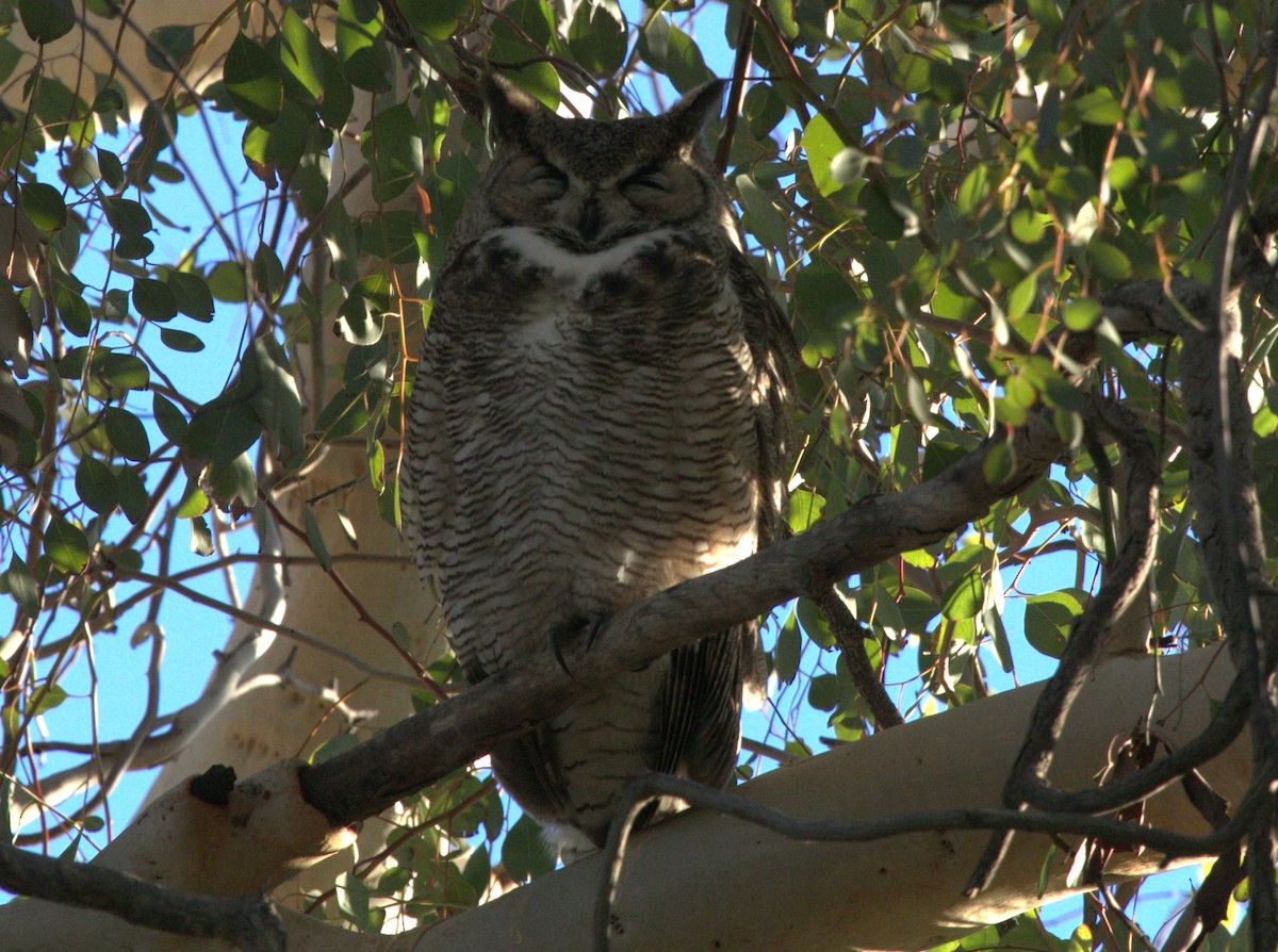 Great Horned Owl - ML615227633