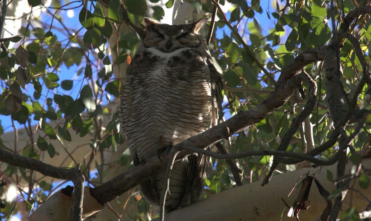 Great Horned Owl - ML615227634