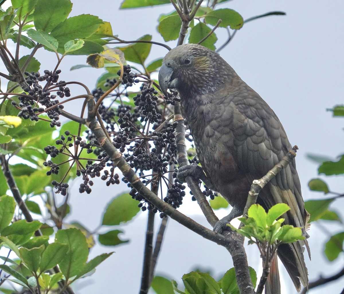 New Zealand Kaka - ML615227643