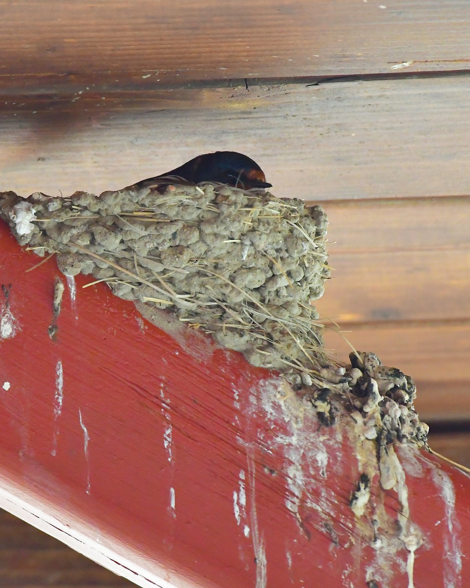 Barn Swallow - Leslie Holzmann