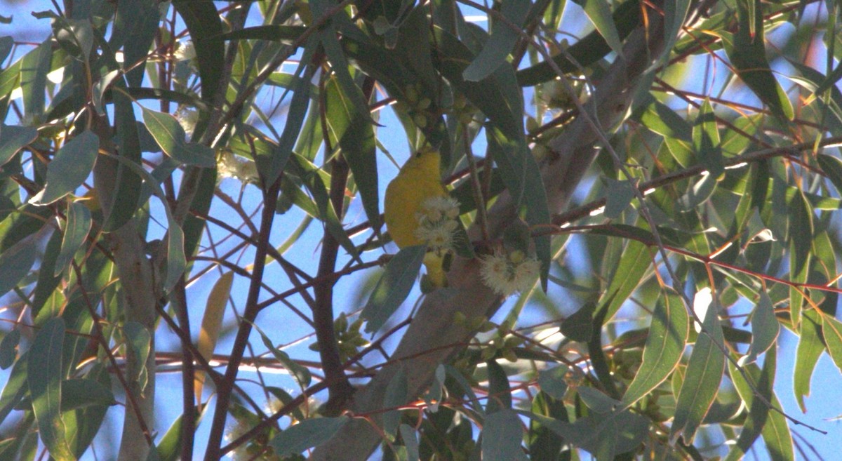 Yellow Warbler - ML615227651