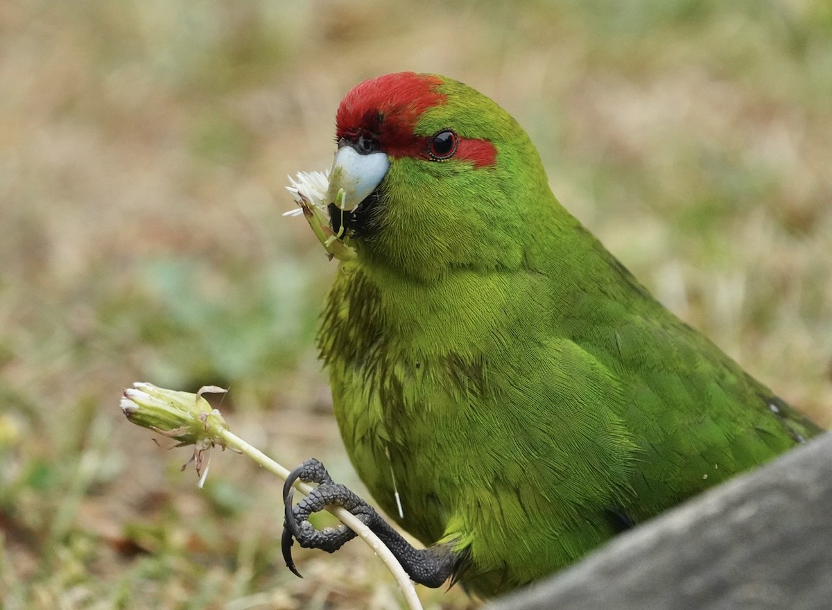 Red-crowned Parakeet - Cliff Halverson