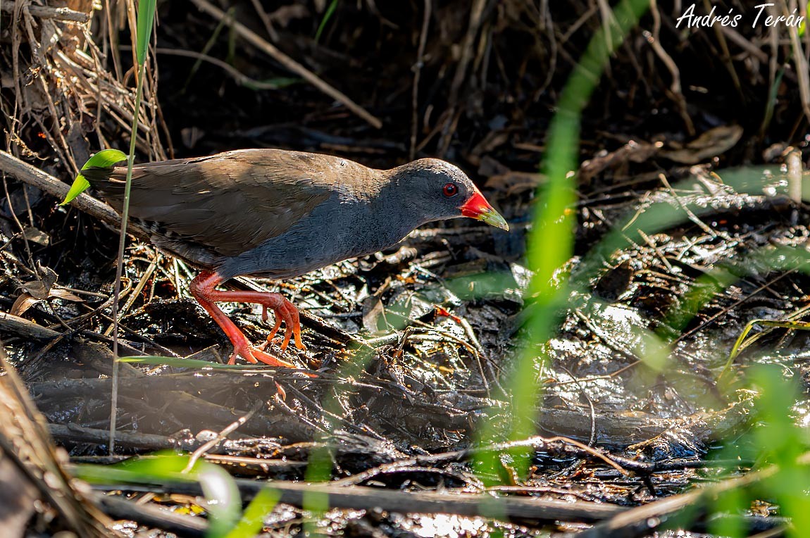 Paint-billed Crake - ML615227659