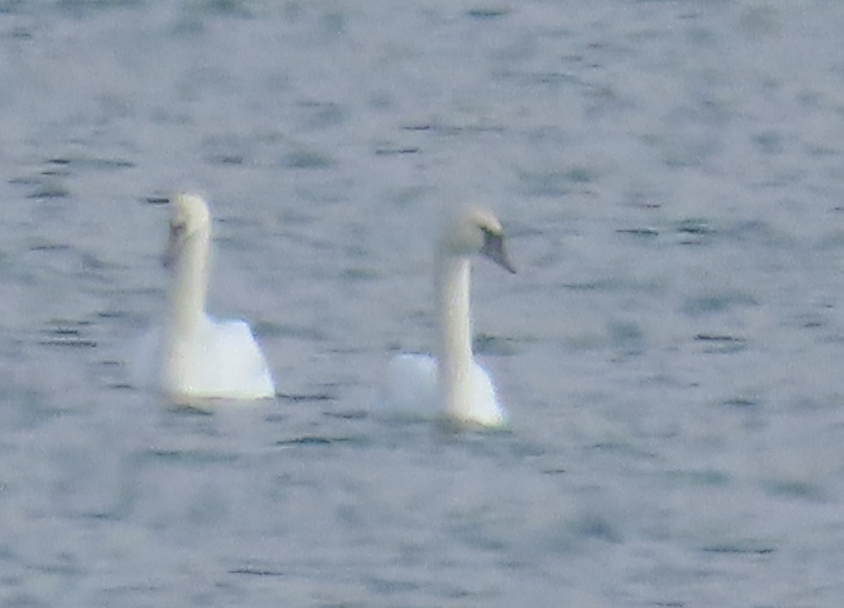 Tundra Swan - ML615227710