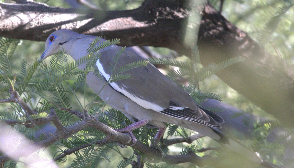 White-winged Dove - ML615227751