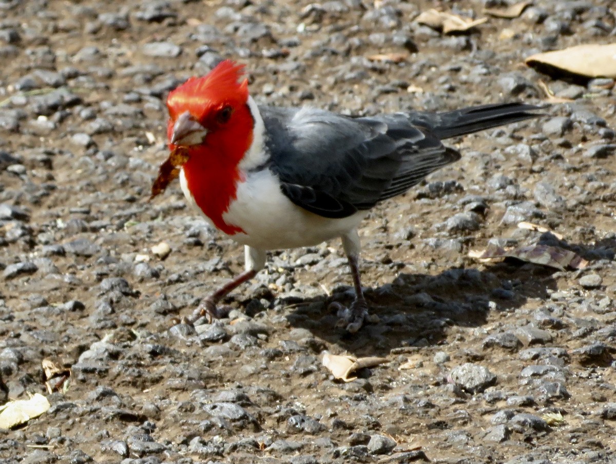 Red-crested Cardinal - ML615227793