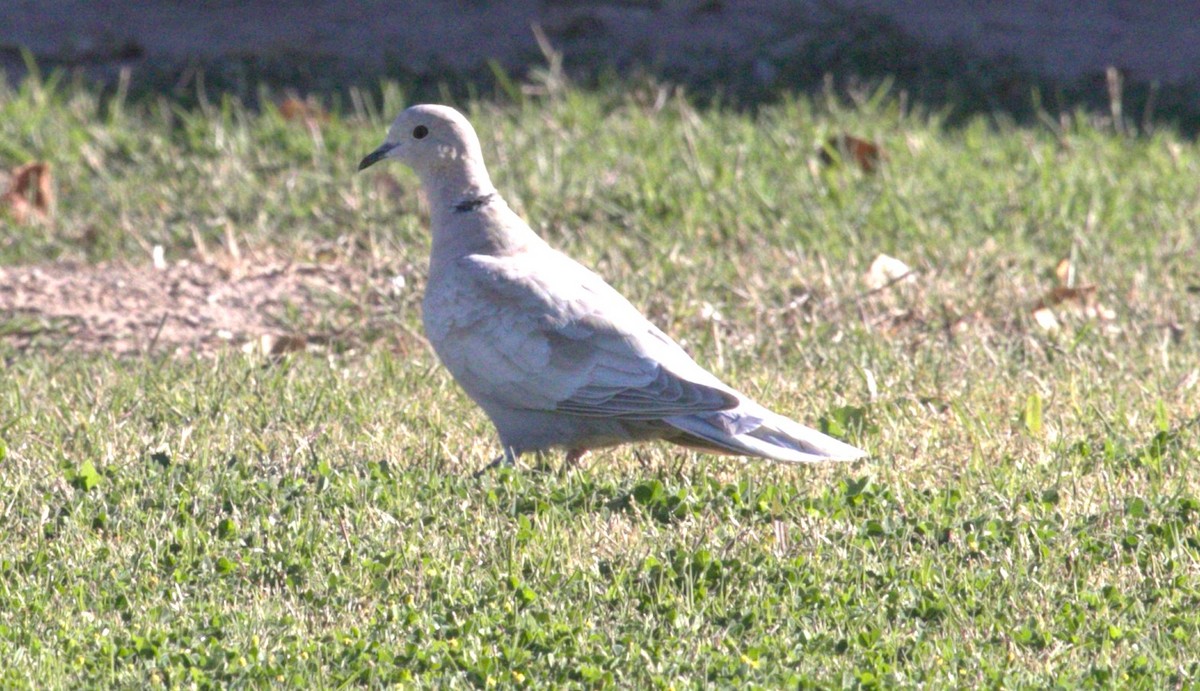 Eurasian Collared-Dove - ML615227842