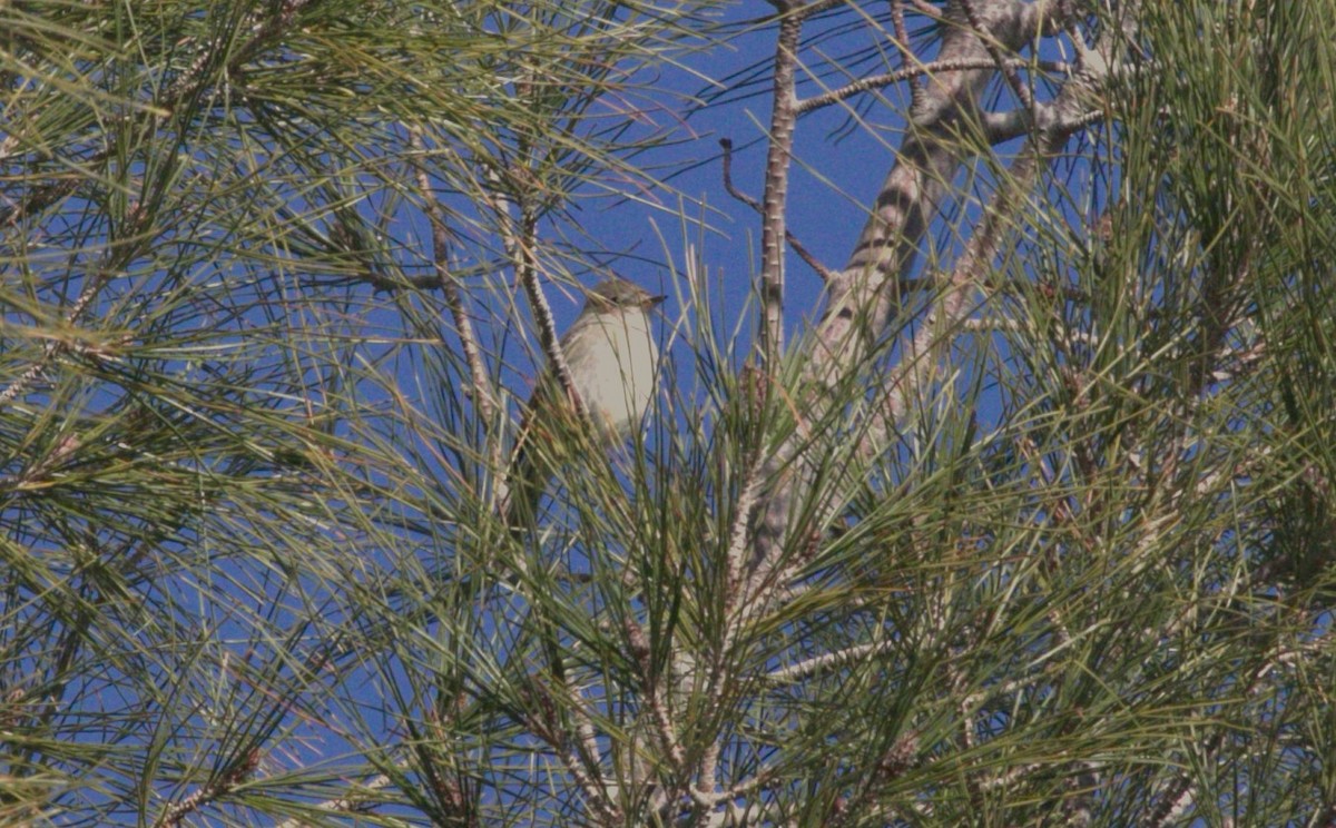 Gray Flycatcher - ML615227891