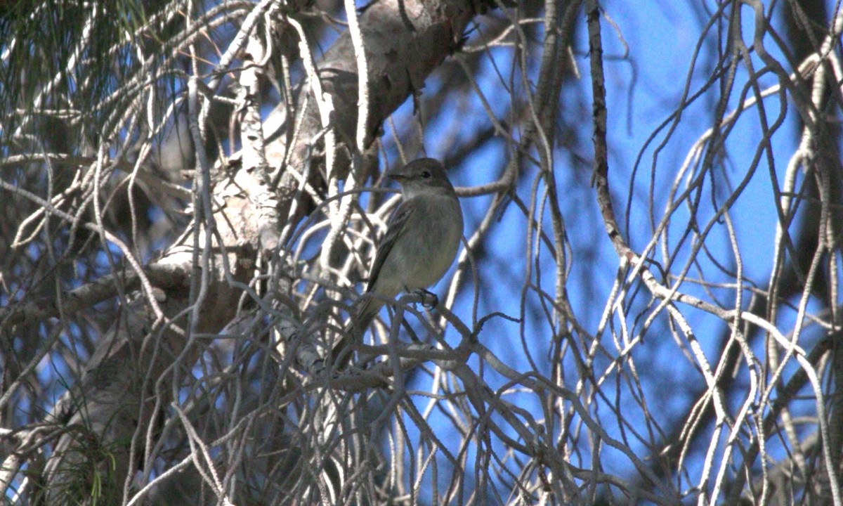 Gray Flycatcher - ML615227894