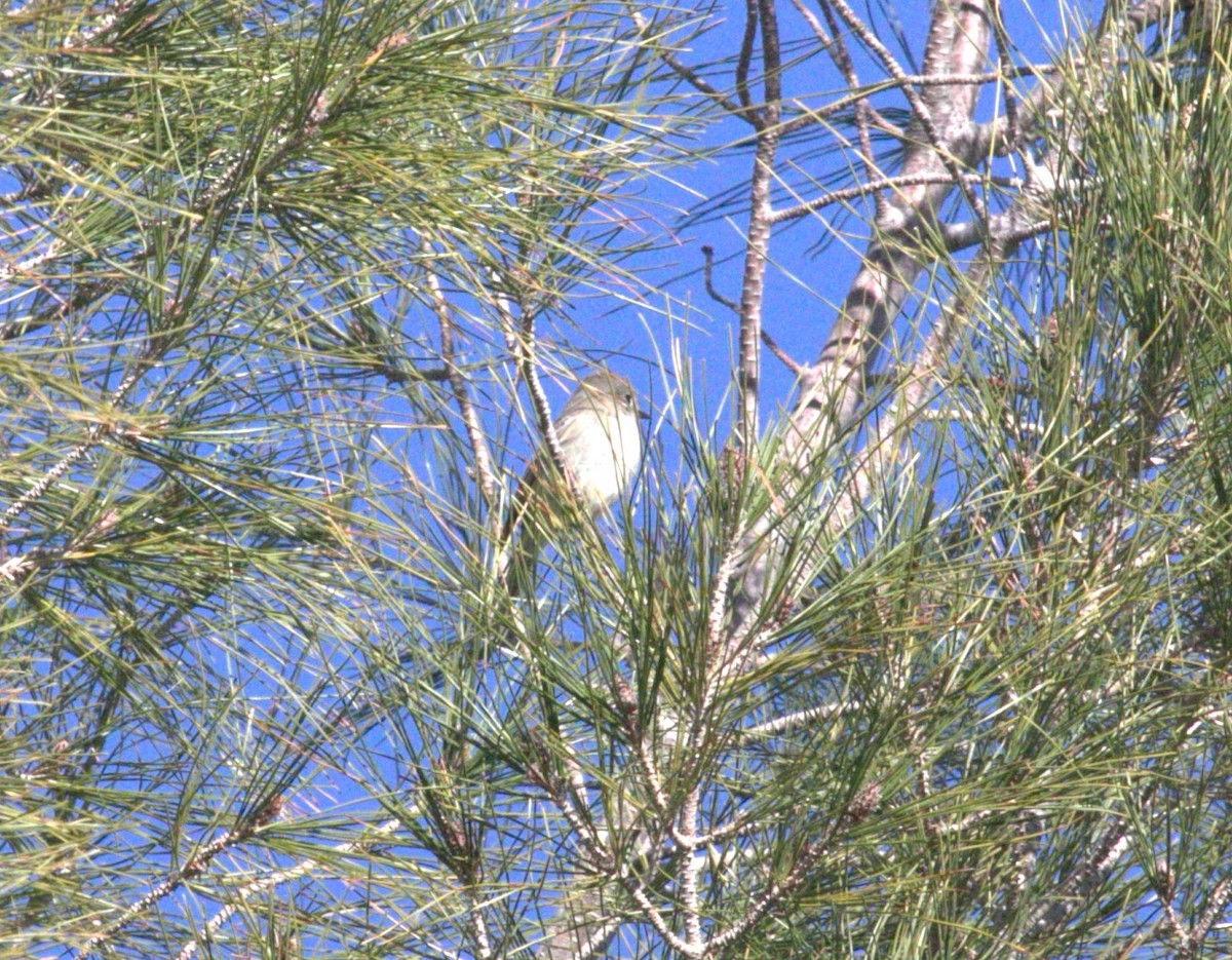 Gray Flycatcher - ML615227895