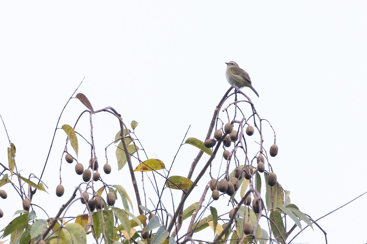 Guatemalan Tyrannulet - Bob Dunlap