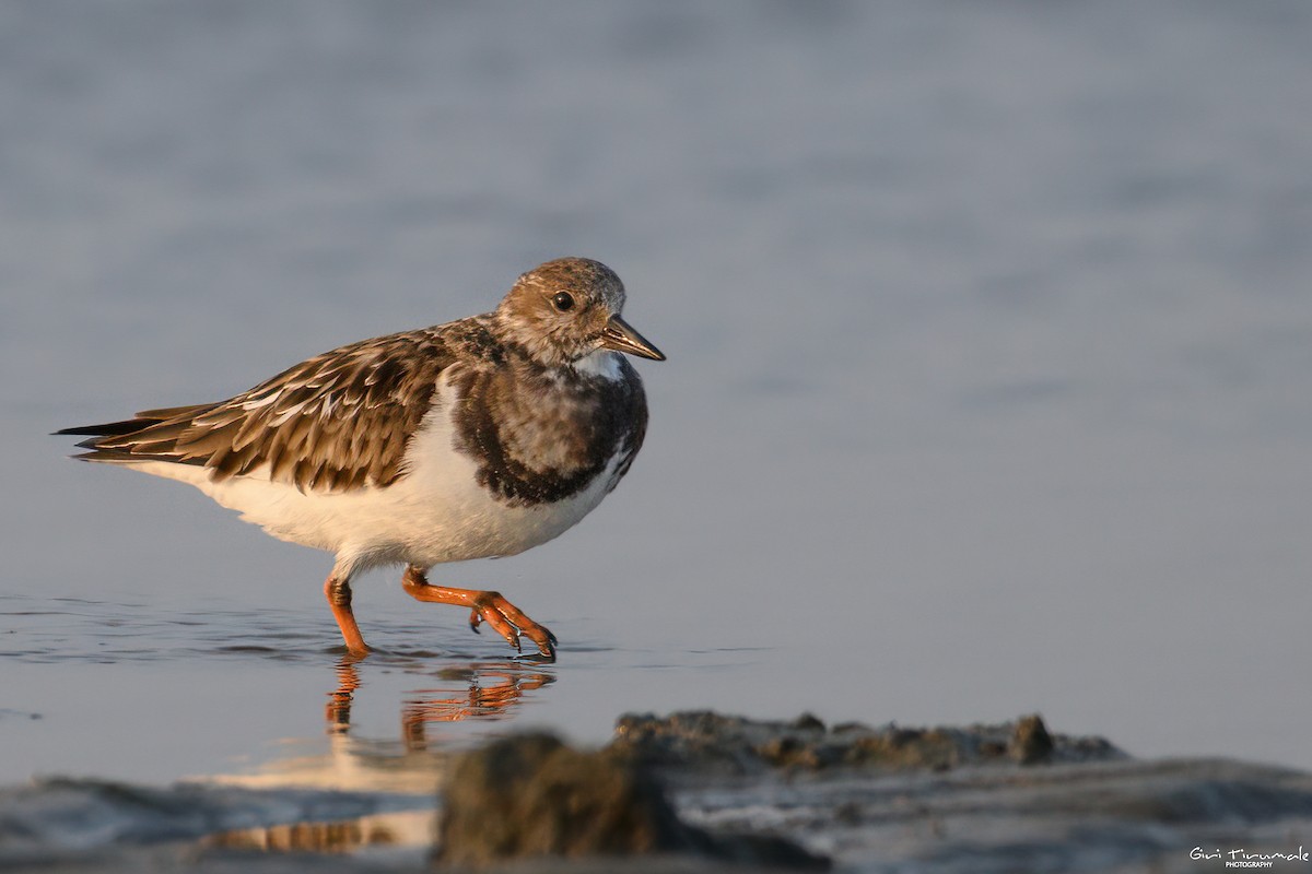 Ruddy Turnstone - ML615227973