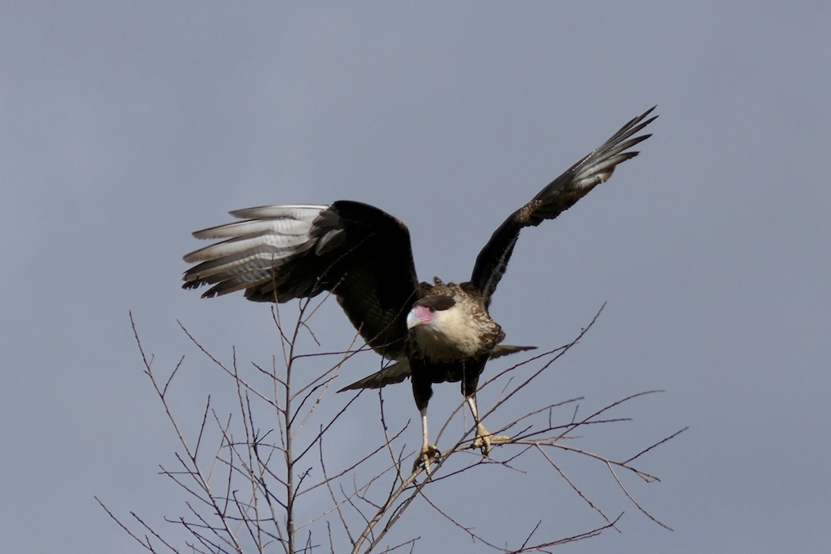 Caracara Carancho - ML615227985