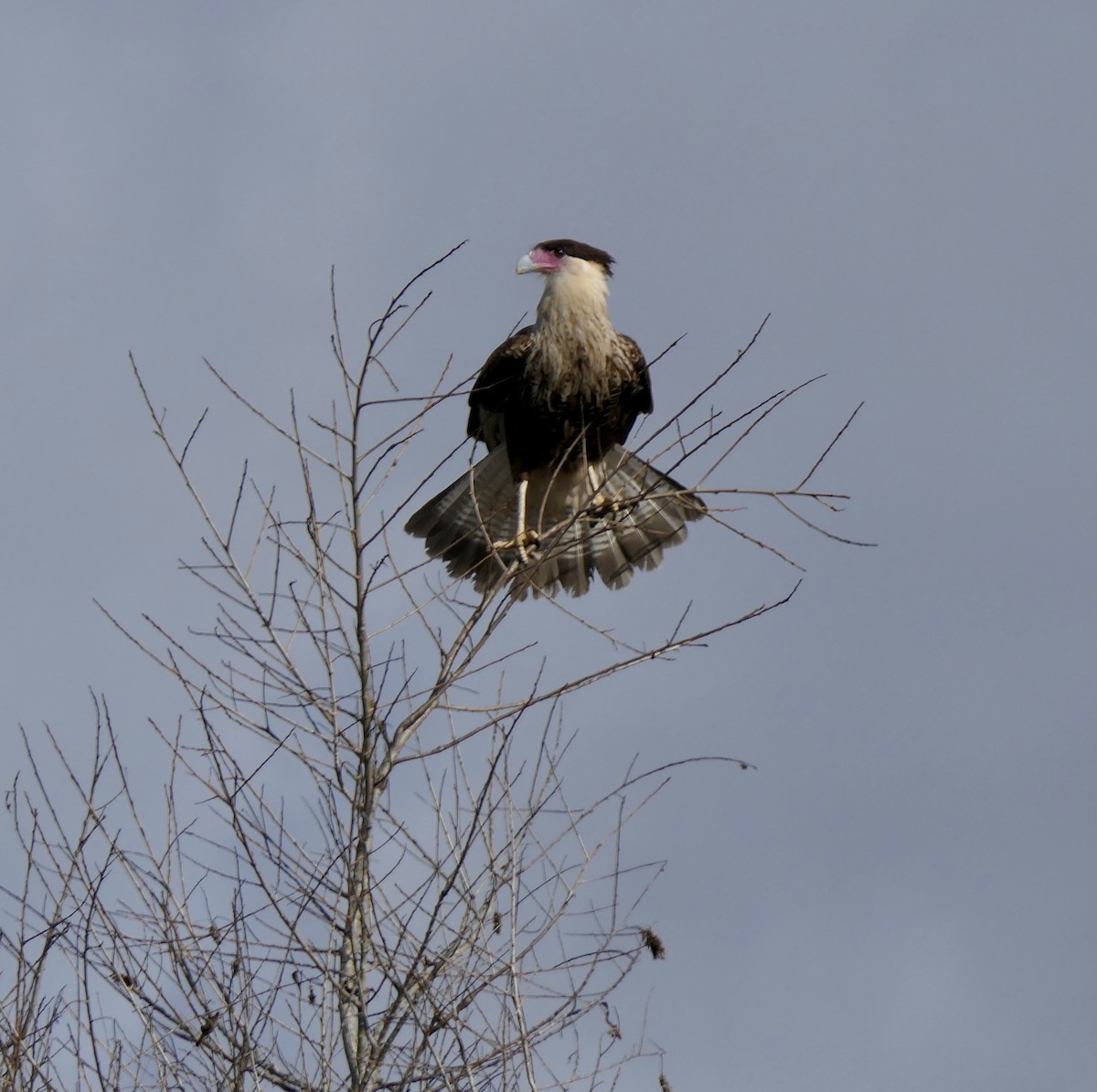 Crested Caracara - ML615227986