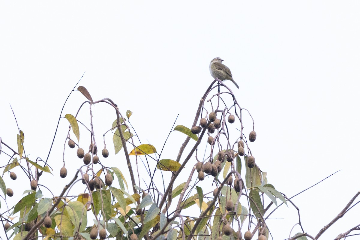 Guatemalan Tyrannulet - Bob Dunlap