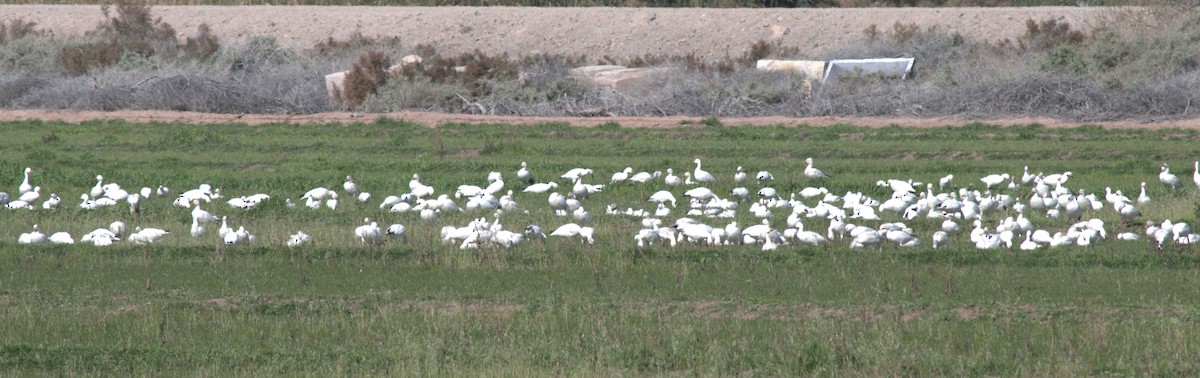 Snow Goose - Keith McMullen