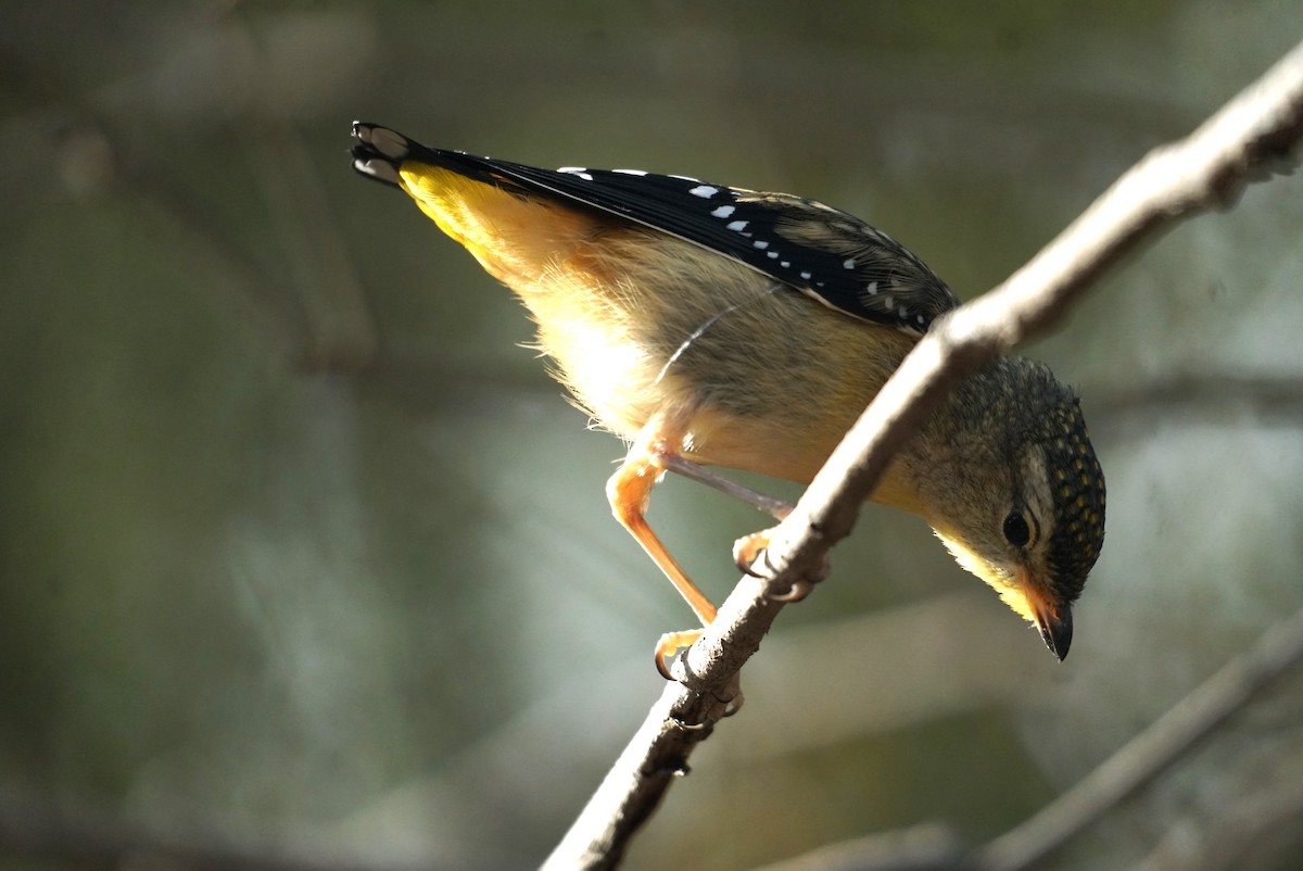Spotted Pardalote - ML615228218
