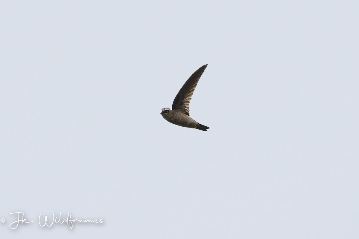 Himalayan Swiftlet (Indochinese) - ML615228228