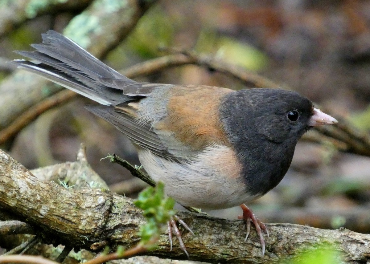 Dark-eyed Junco - ML615228230