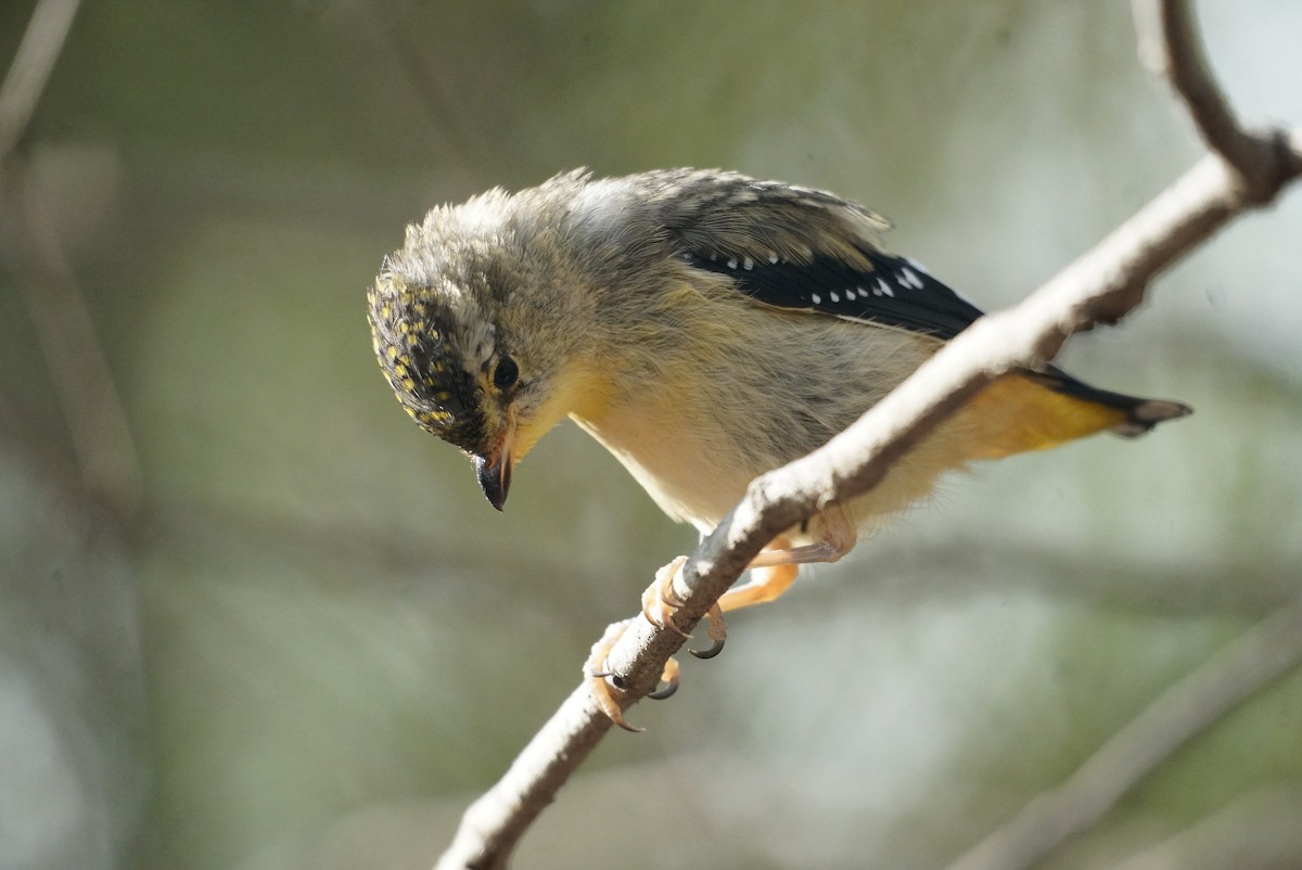 Spotted Pardalote - ML615228240