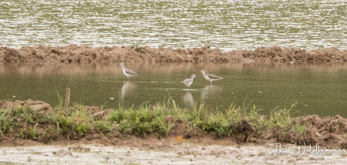 Common Greenshank - ML615228255