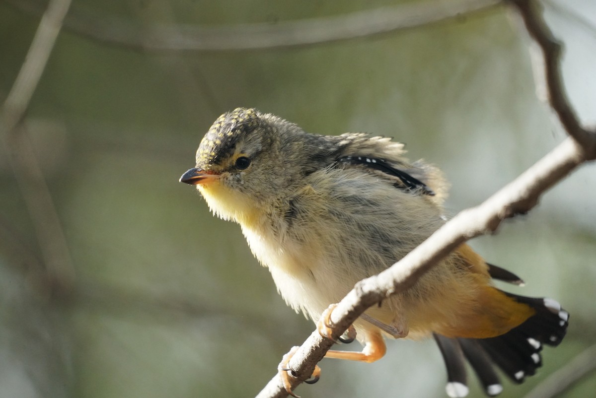 Spotted Pardalote - ML615228268
