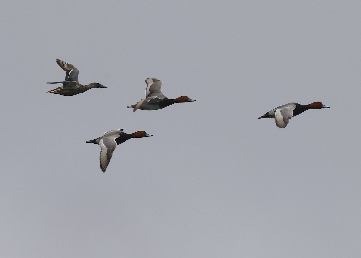 Northern Shoveler - ML615228270