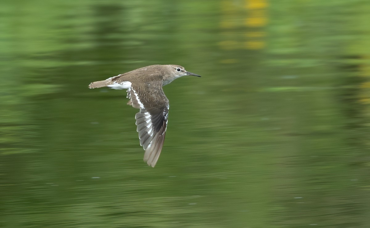 Common Sandpiper - ML615228452