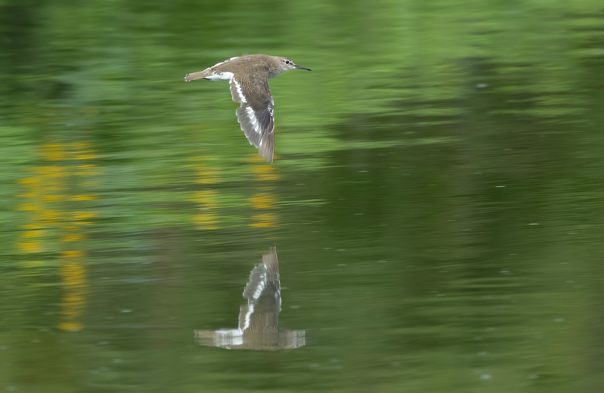 Common Sandpiper - ML615228453