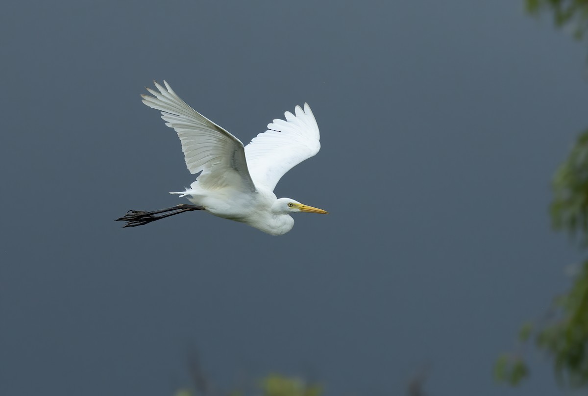 Plumed Egret - David Ongley