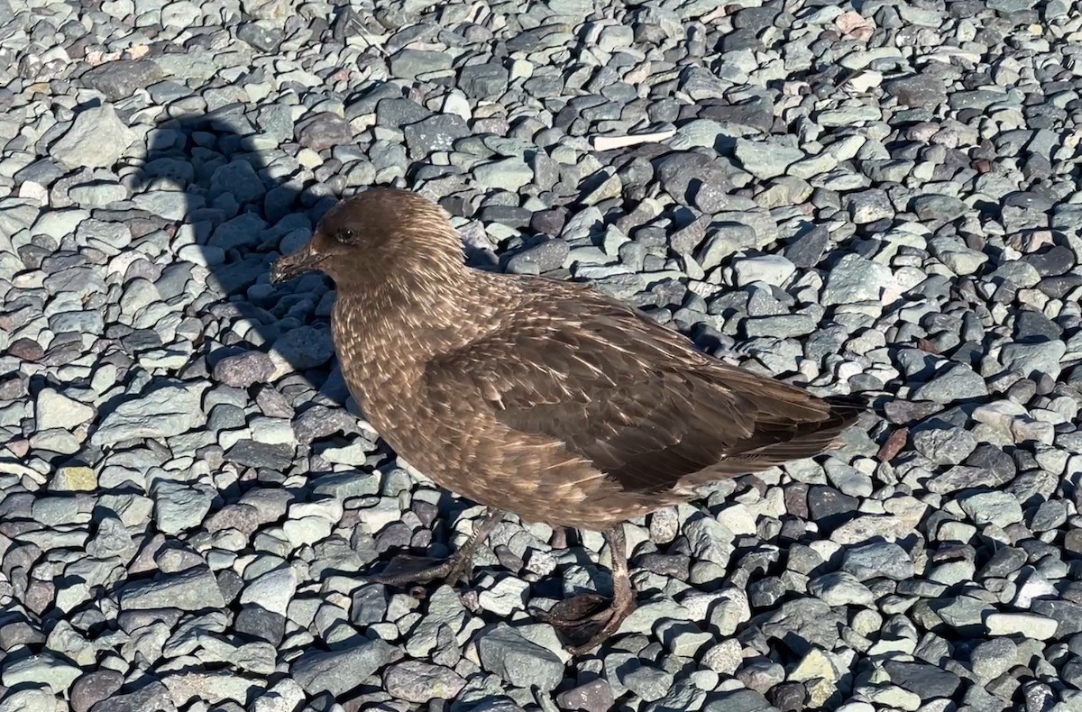 Brown Skua (Subantarctic) - ML615228481