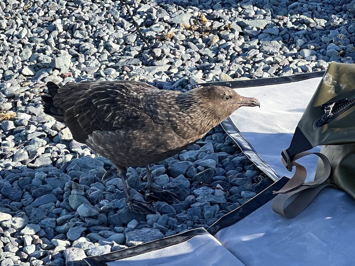 Brown Skua (Subantarctic) - ML615228482