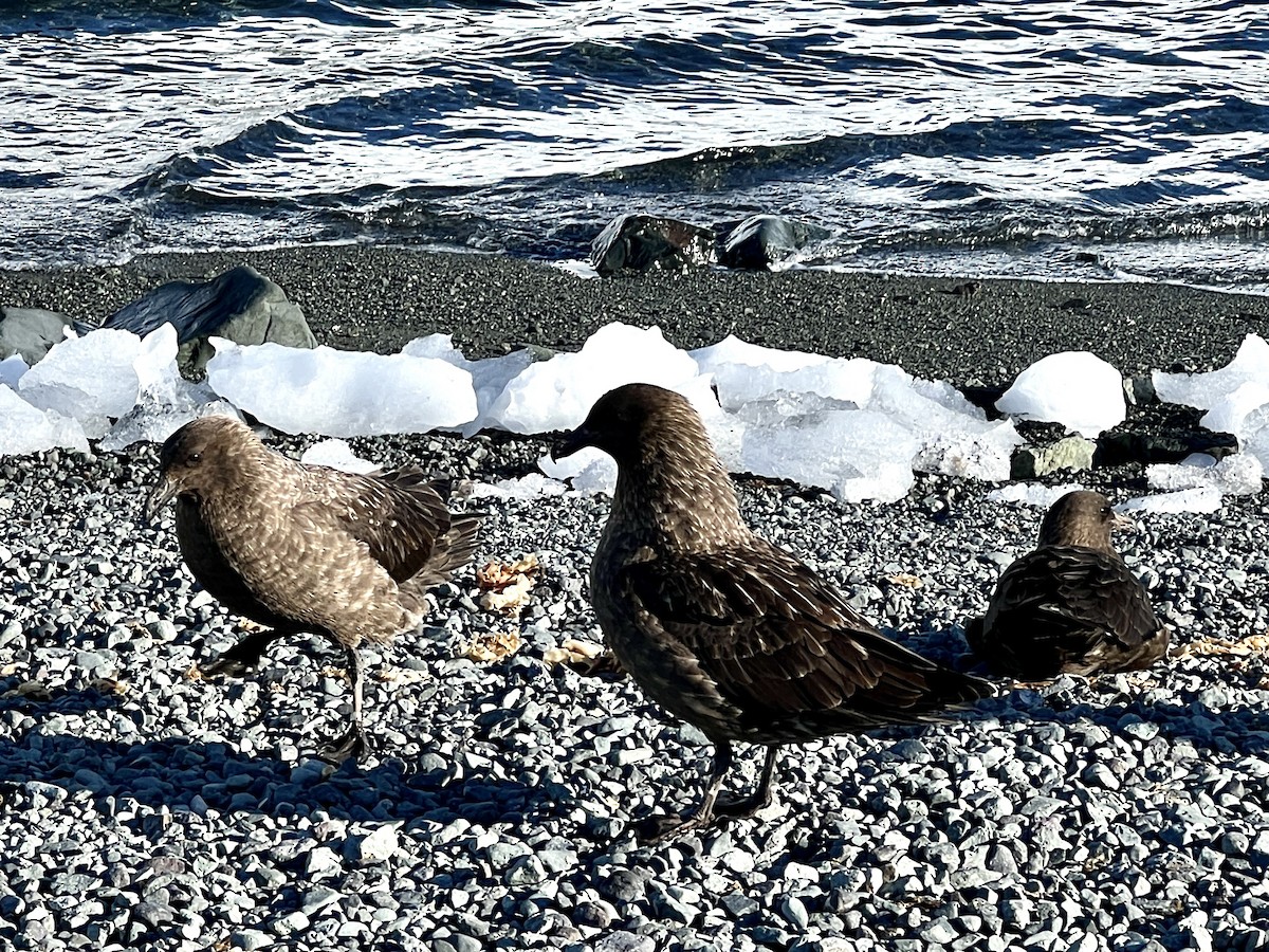 Brown Skua (Subantarctic) - Andrew Keaveney