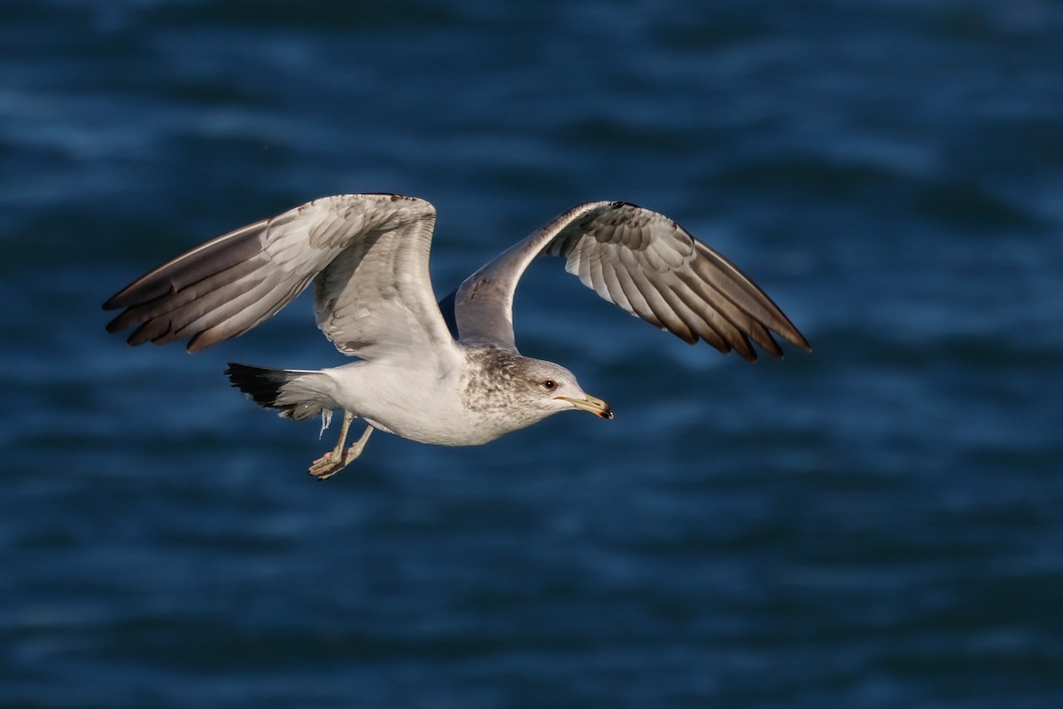 California Gull - Peter Tolzmann