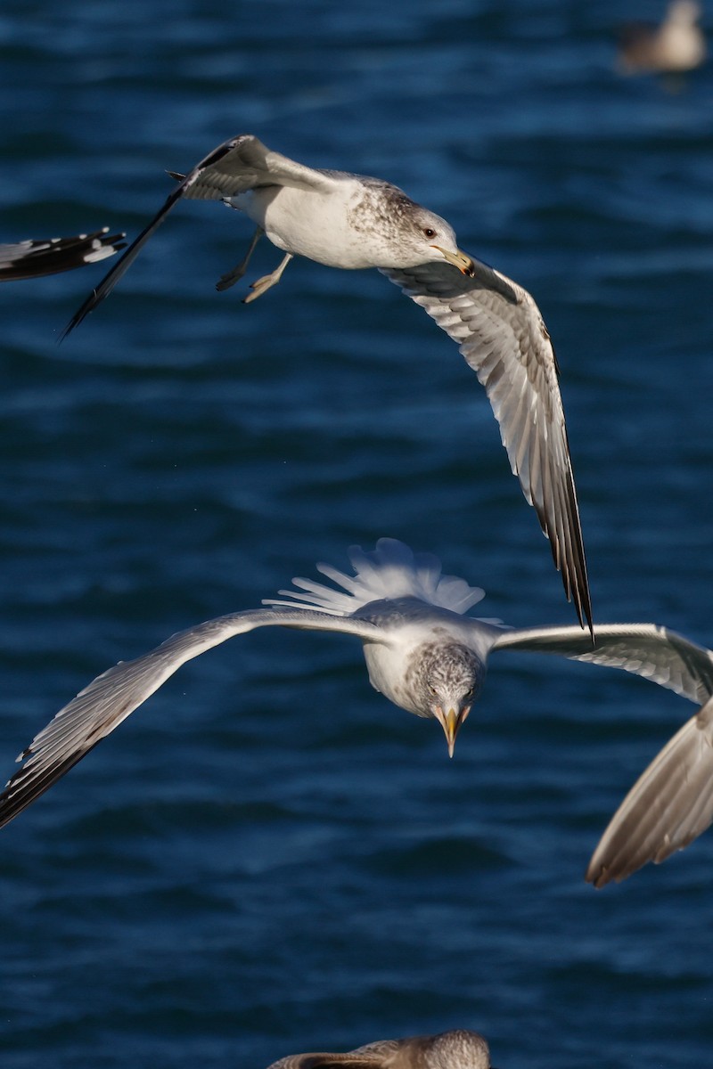 California Gull - Peter Tolzmann