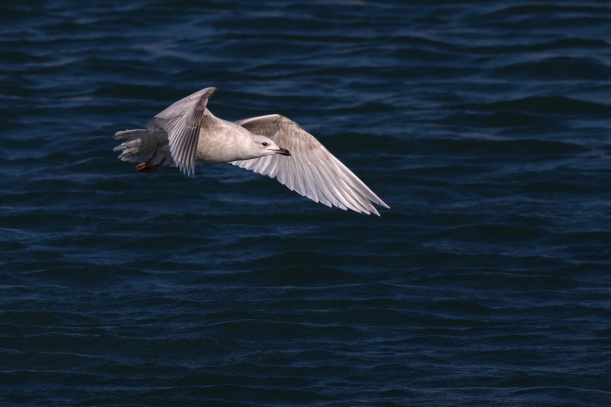 Iceland Gull (kumlieni) - ML615228524