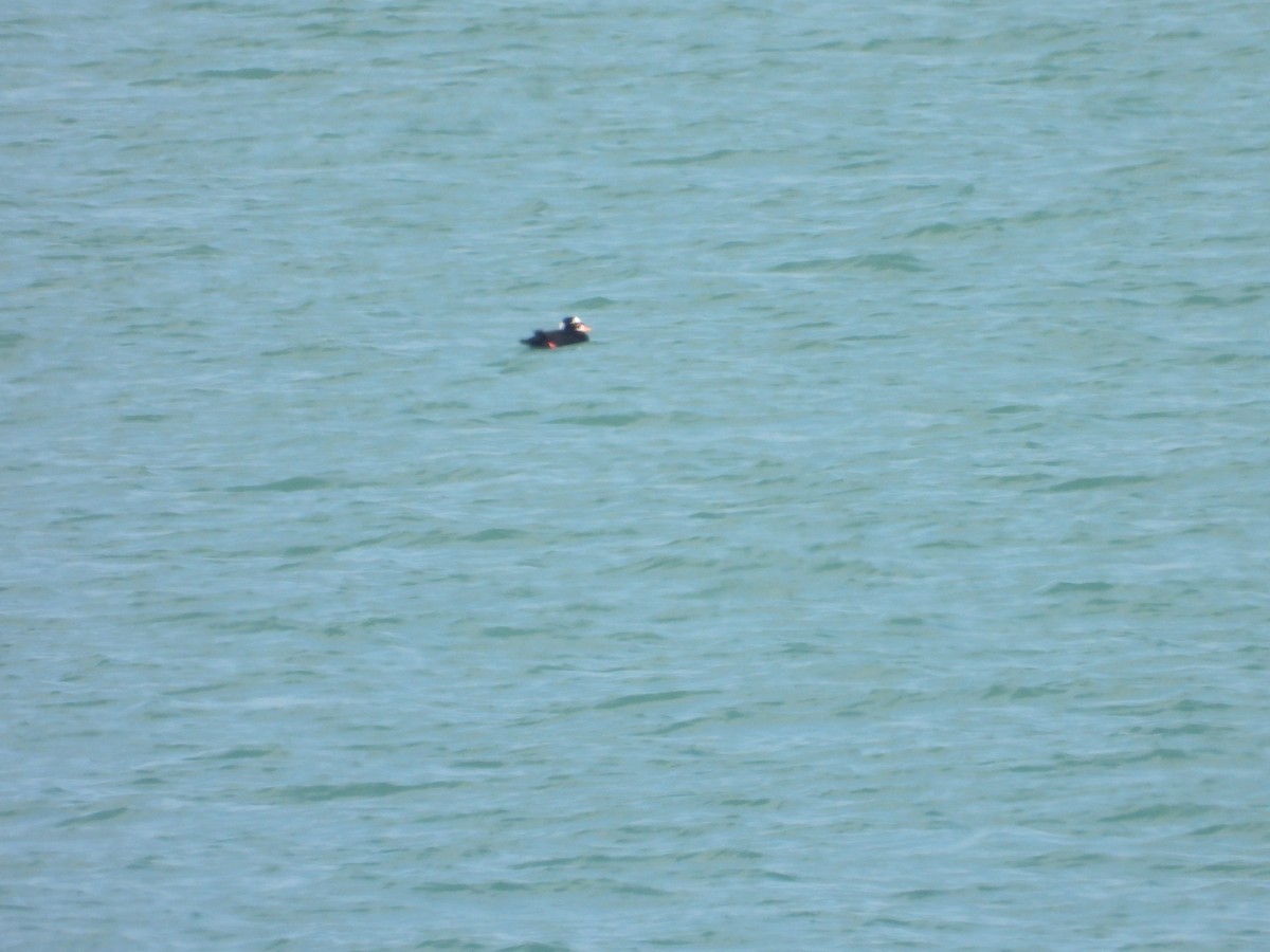 Surf Scoter - Michael Gullo