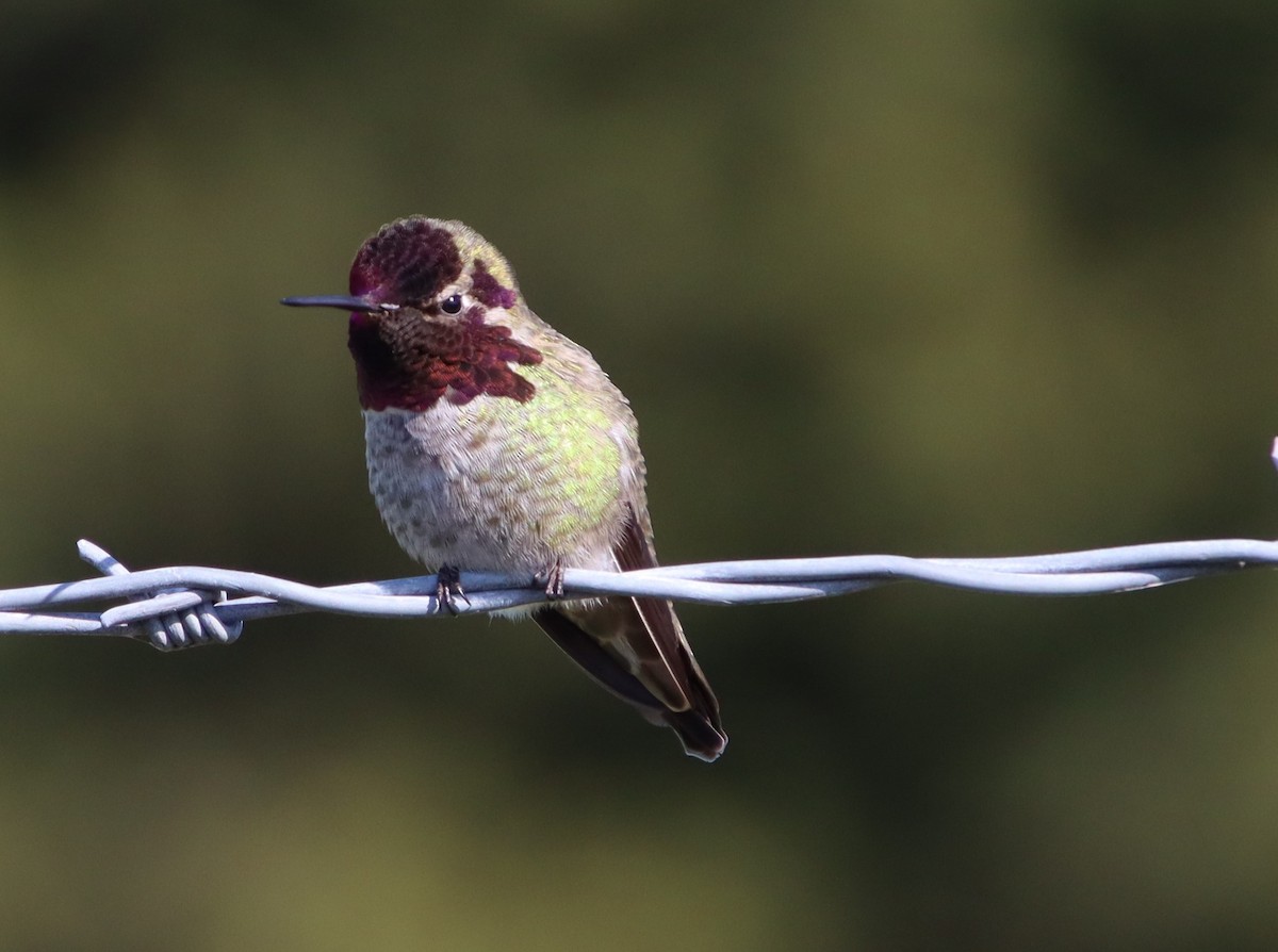 Anna's Hummingbird - ML615228758