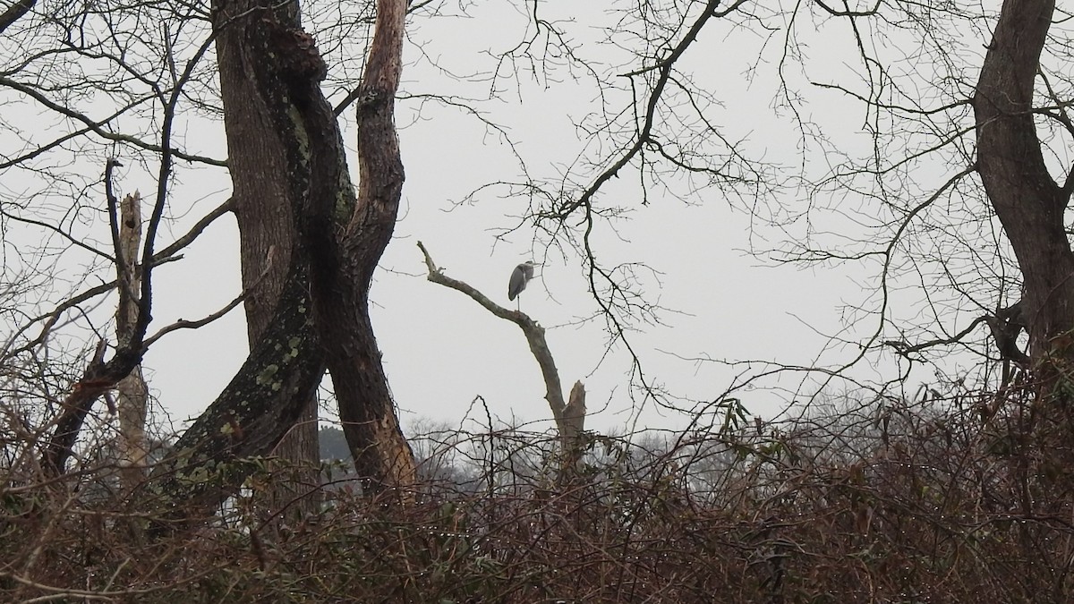 Great Blue Heron - ML615228790