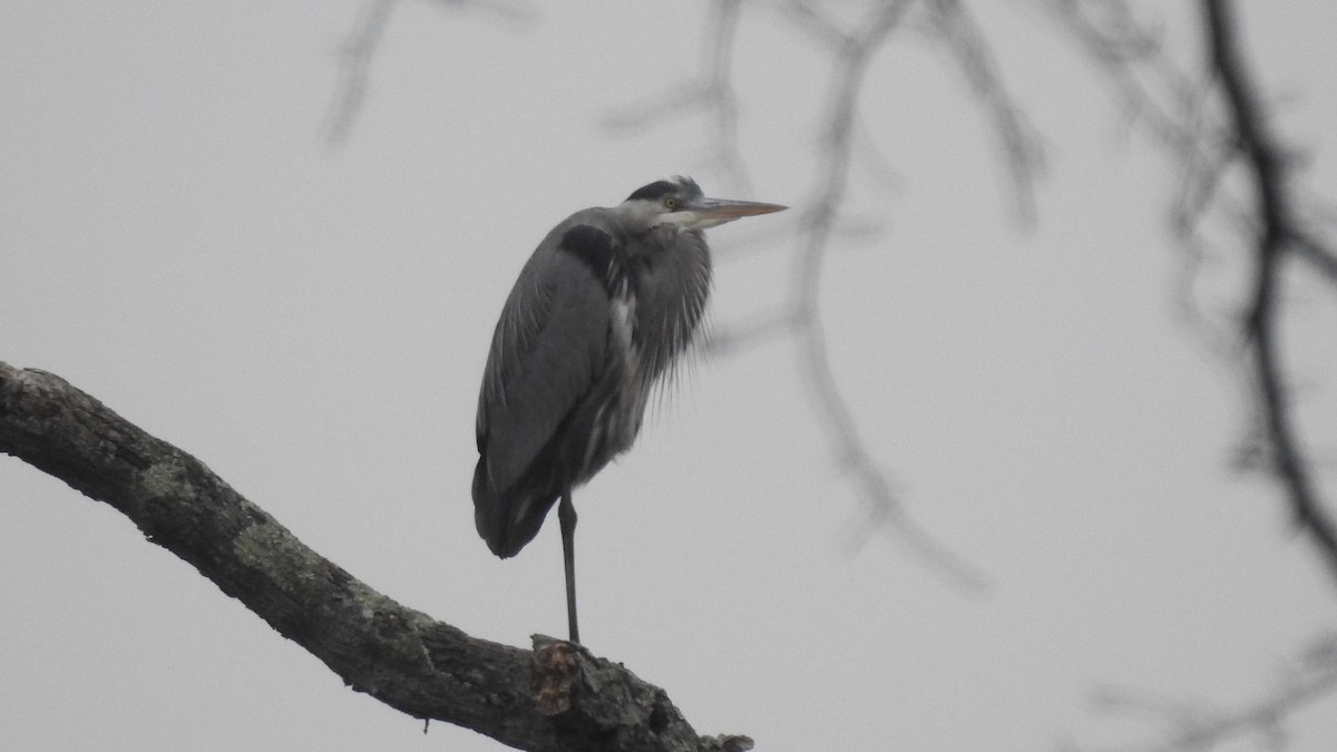 Great Blue Heron - ML615228795