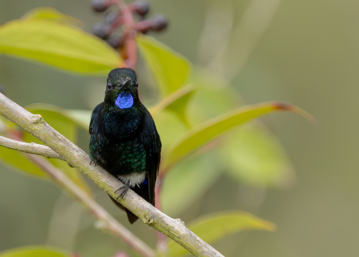 Black-breasted Puffleg - ML615228798