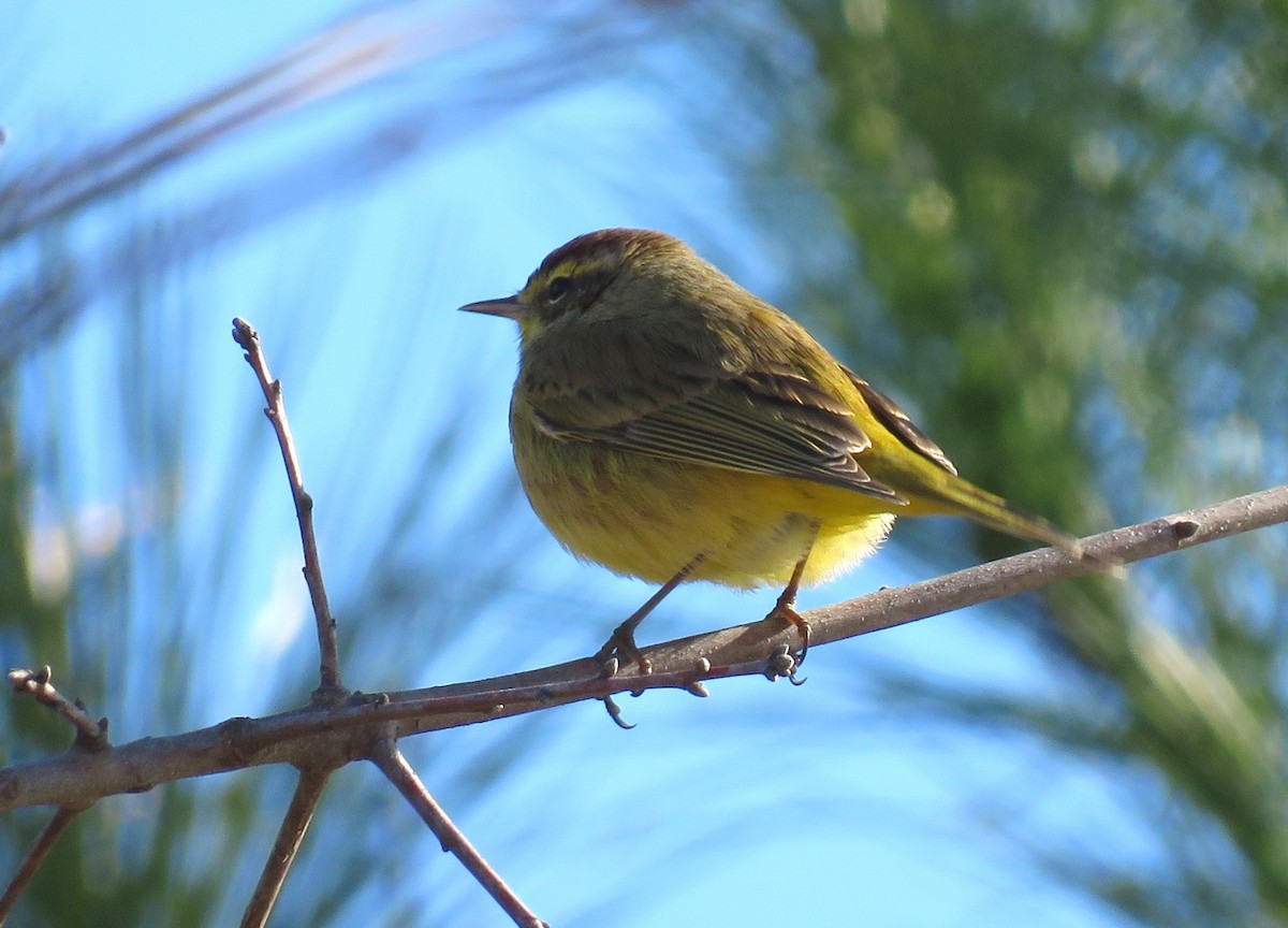 Palm Warbler - ML615228873