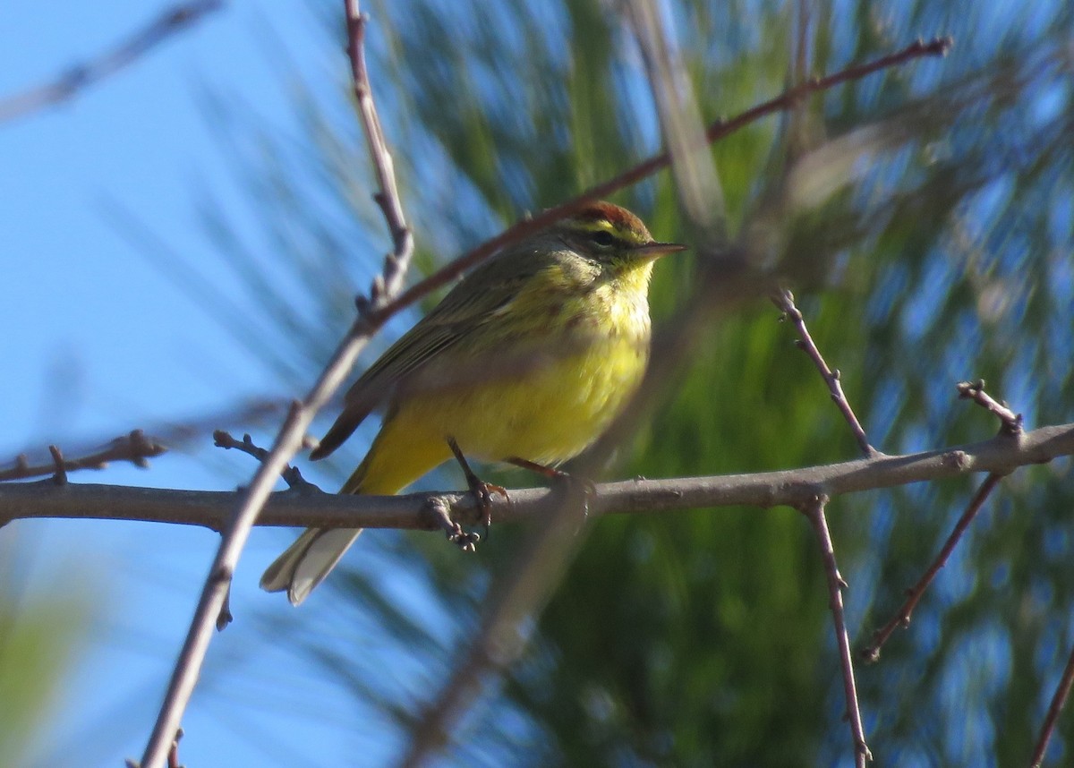 Palm Warbler - ML615228879