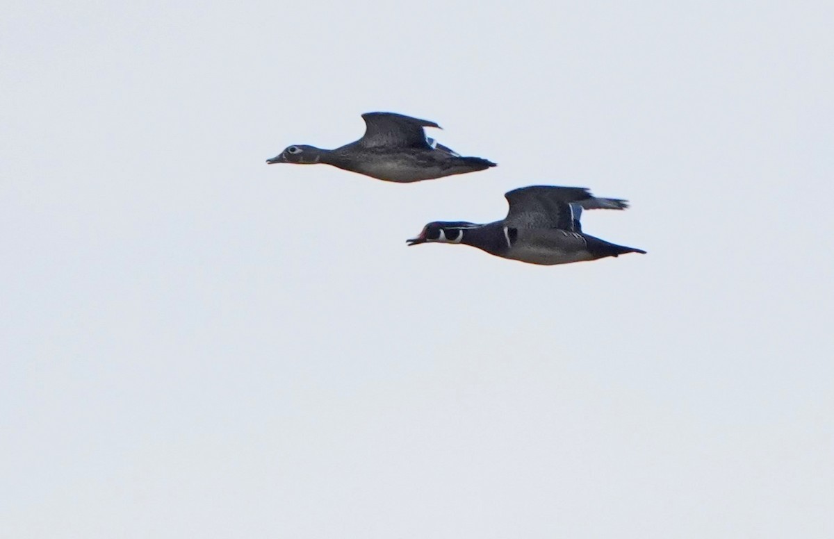 Wood Duck - ML615228941