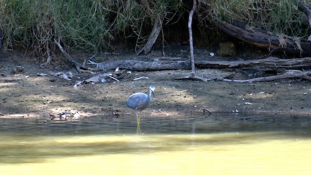 White-faced Heron - ML615228952