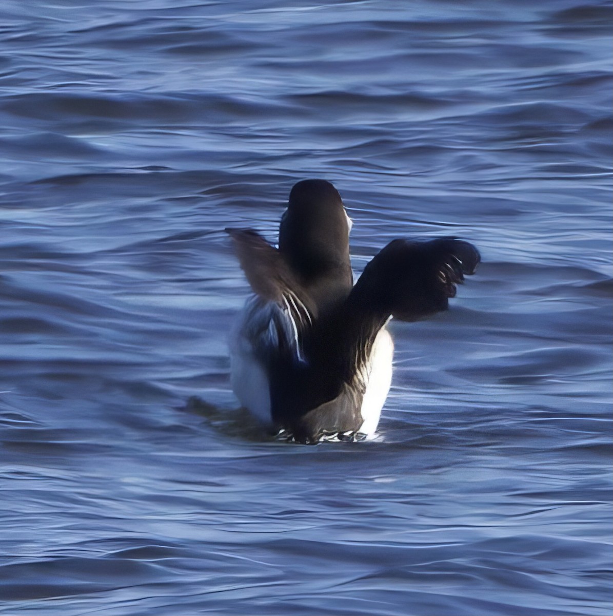 Razorbill - ML615228988