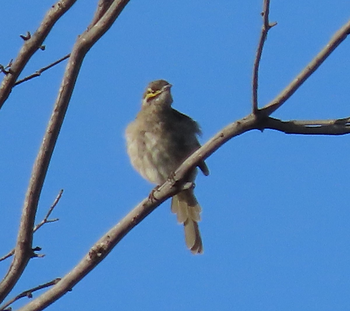 Yellow-faced Honeyeater - Sandra Henderson