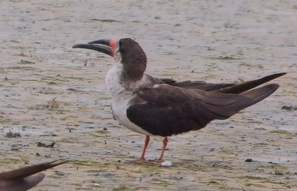 Black Skimmer - ML615229040