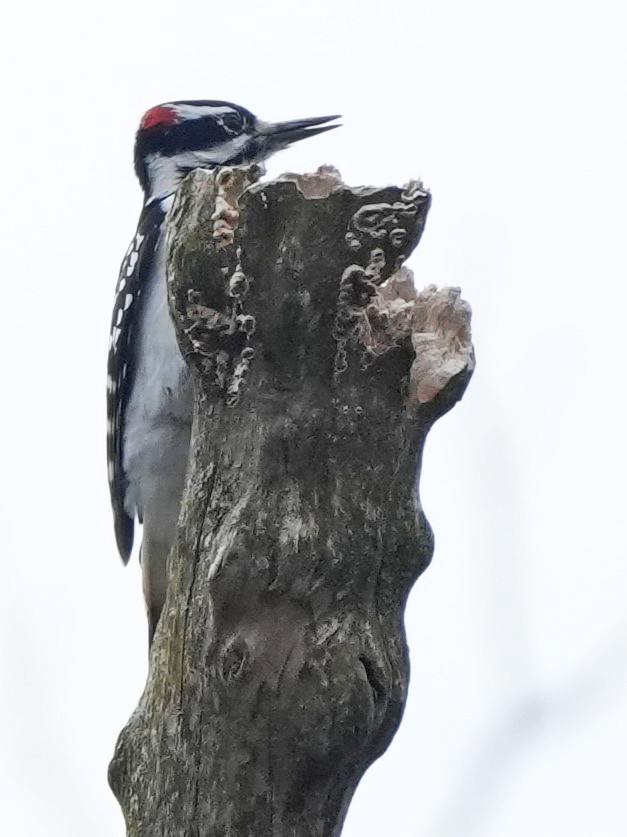 Hairy Woodpecker (Eastern) - ML615229047