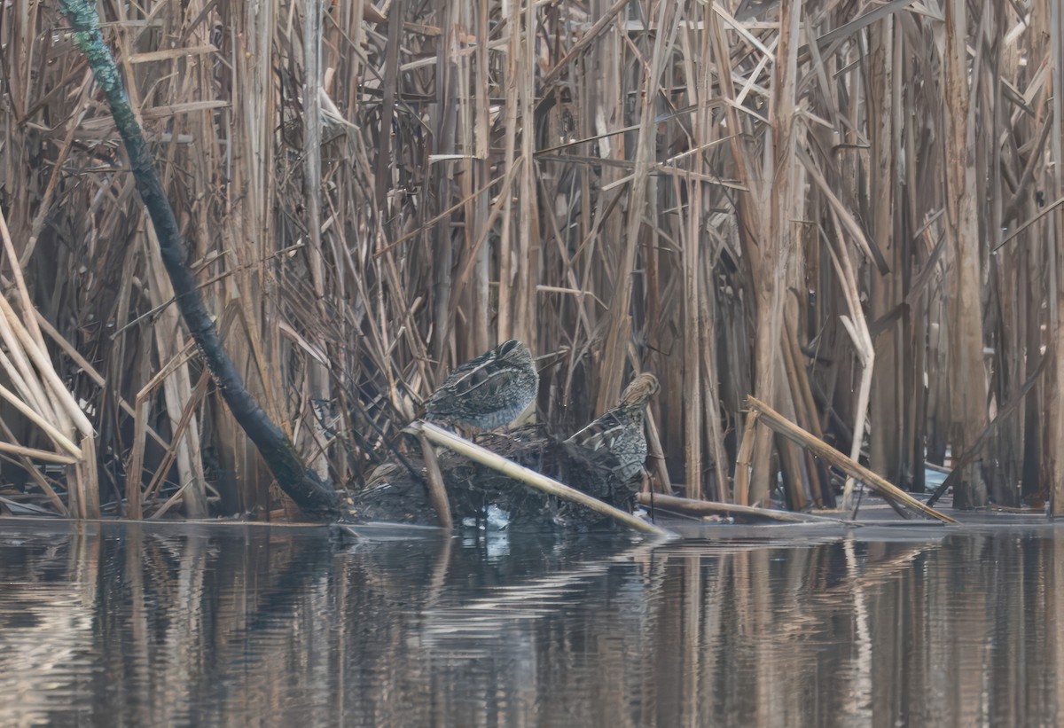 Wilson's Snipe - ML615229068